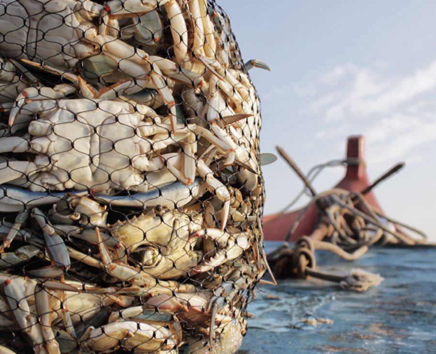 Crabs on fishing net