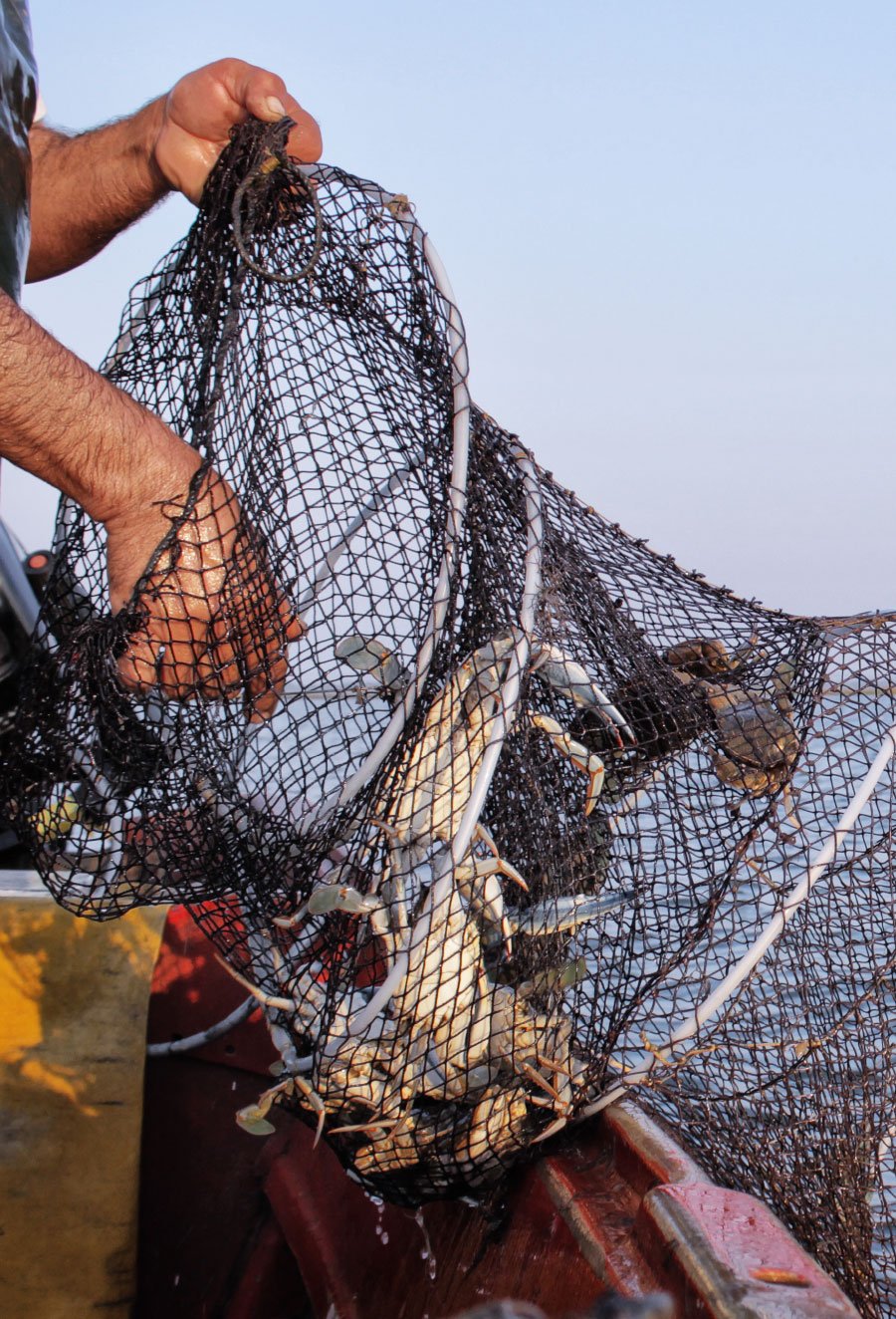 Crabs on fisherman net